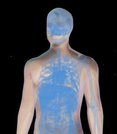 X-ray view of the interactive 3D model: skeleton, lungs, heart and gut seen through the body surface